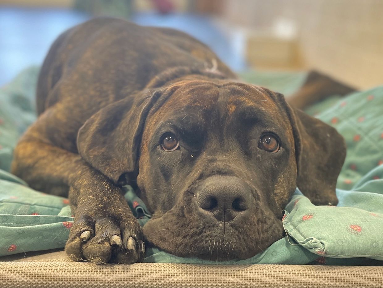 Dog Boarding Calgary Dogs Tail