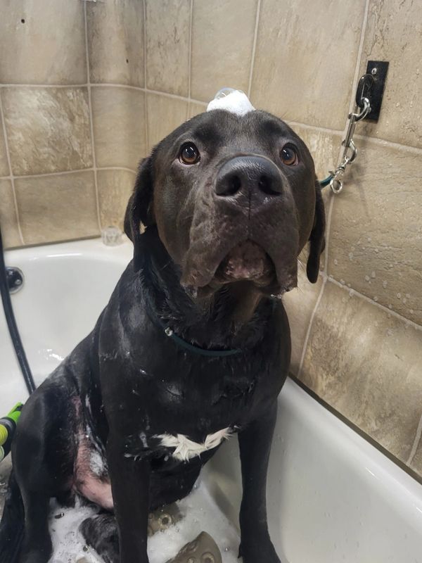 Cane Corso grooming, bathing and care