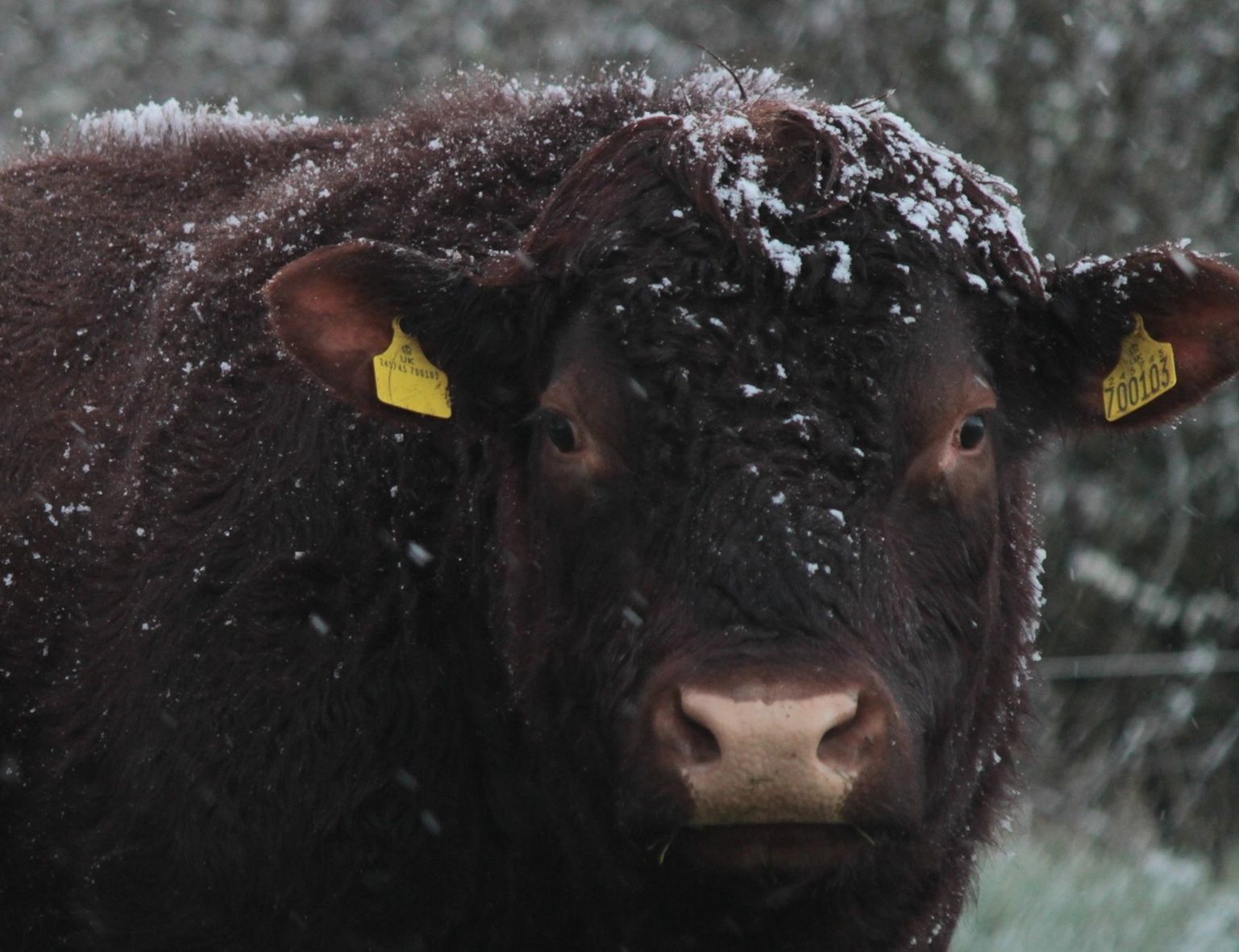 Red-Cow