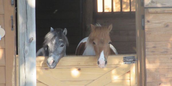 Ponies watching us load