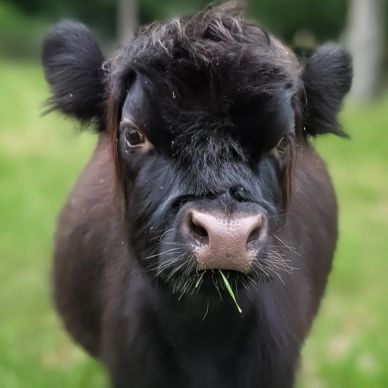 Close-up of a black calf chewing grass.