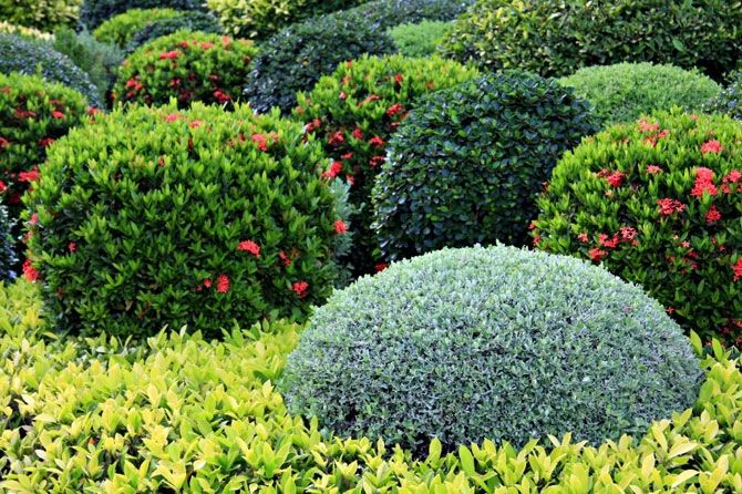 TIPS FOR SHRUB CARE