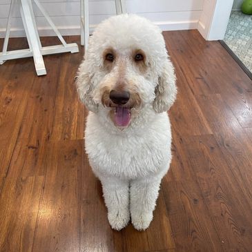 Fluffy white dog sitting on wooden floor looking happy.