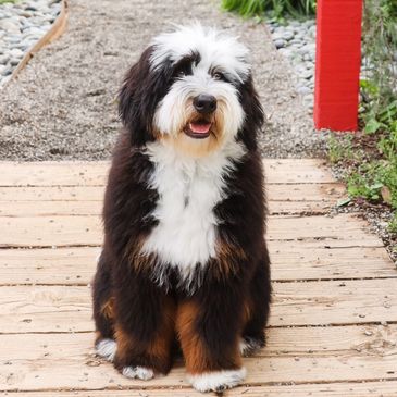 Fluffy black, white, and brown dog sitting on wooden planks outdoors.