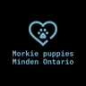 Morkie puppies Minden Ontario