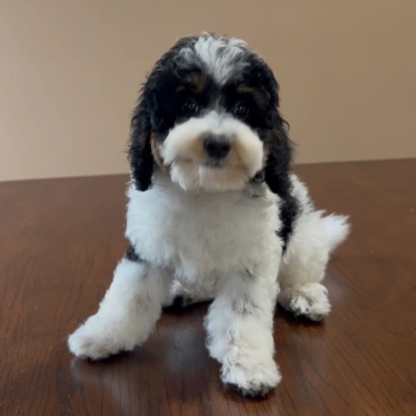 A fluffy black and white puppy sitting on a wooden surface.
