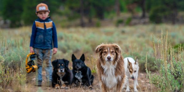A boy stands in a field with four attentive dogs around him.