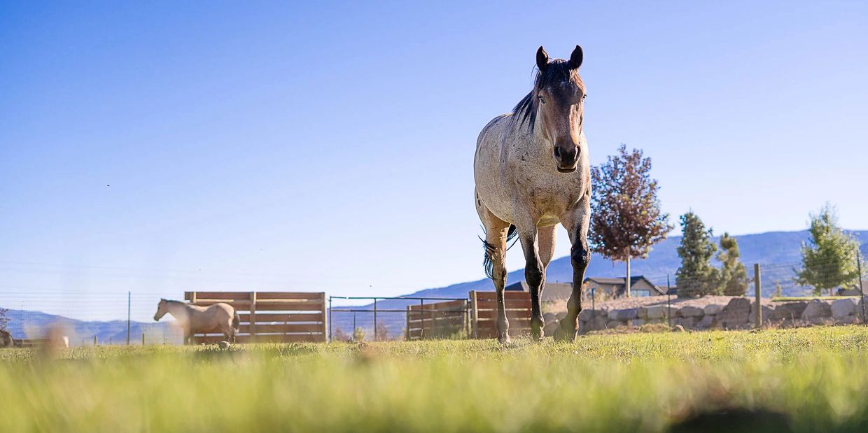 A horse standing in a sunny grassy field with a clear blue sky.