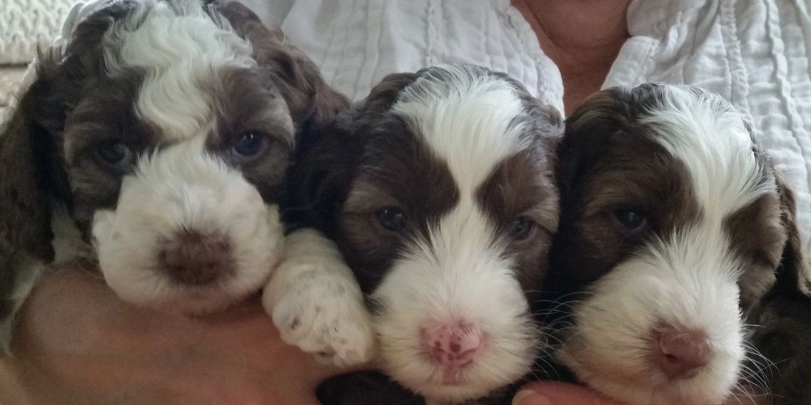Rum River Labradoodles Labradoodle Puppies, Minnesota