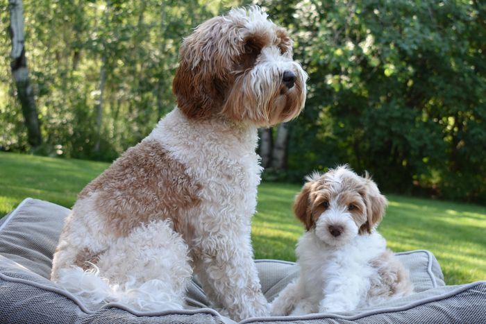 Rum River Labradoodles - Labradoodle Puppies, Minnesota