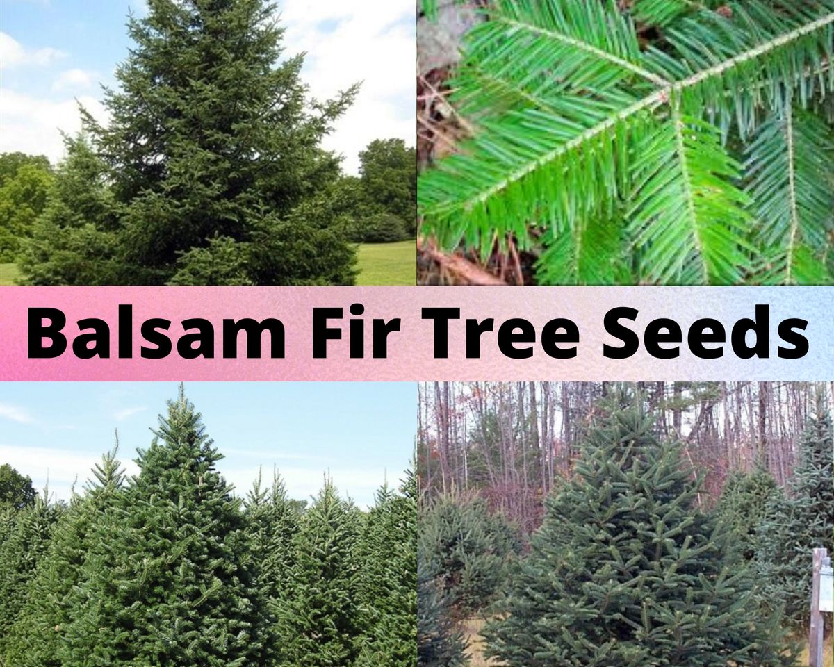 Balsam Fir Tree Seeds