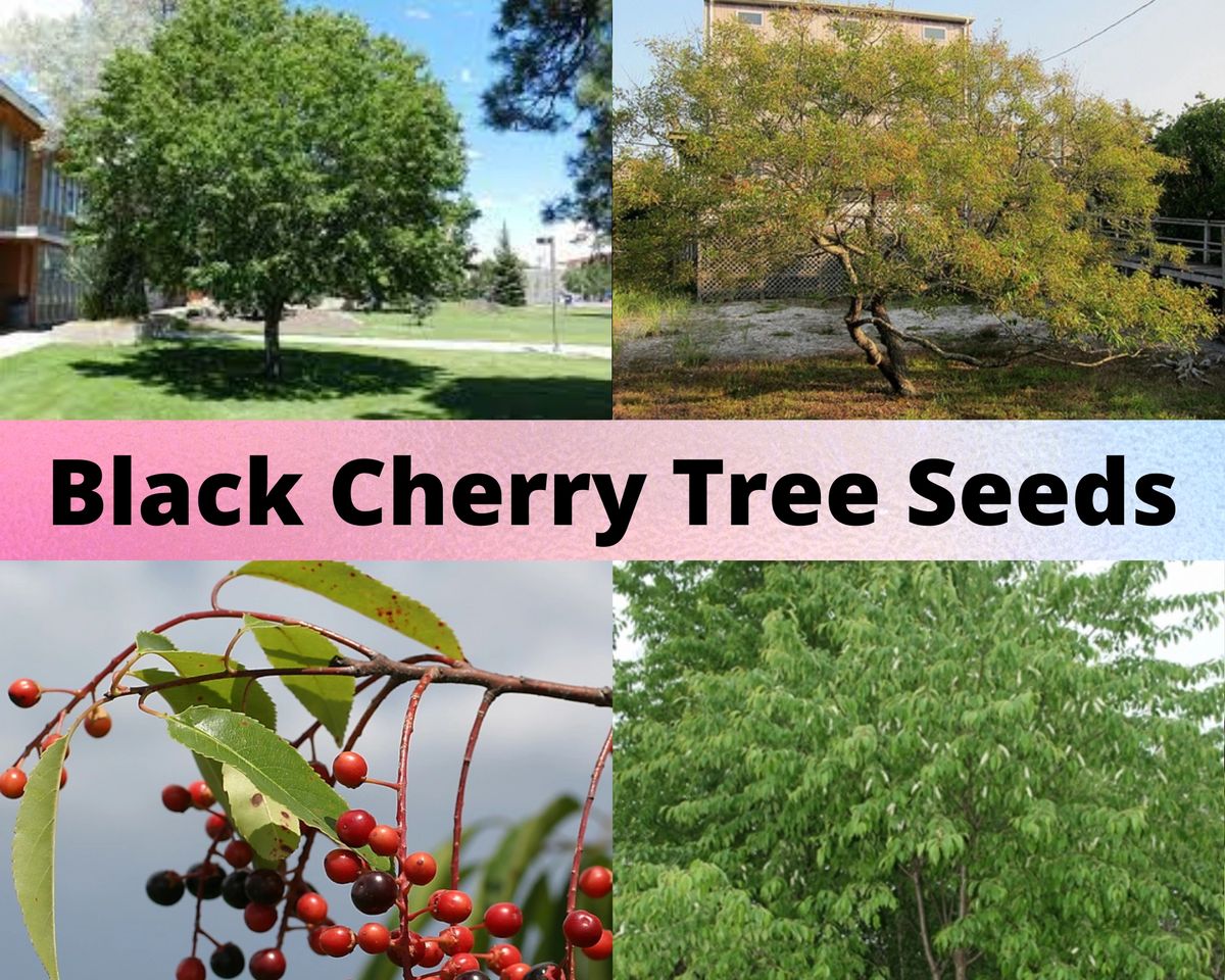 Black Cherry Tree Seeds