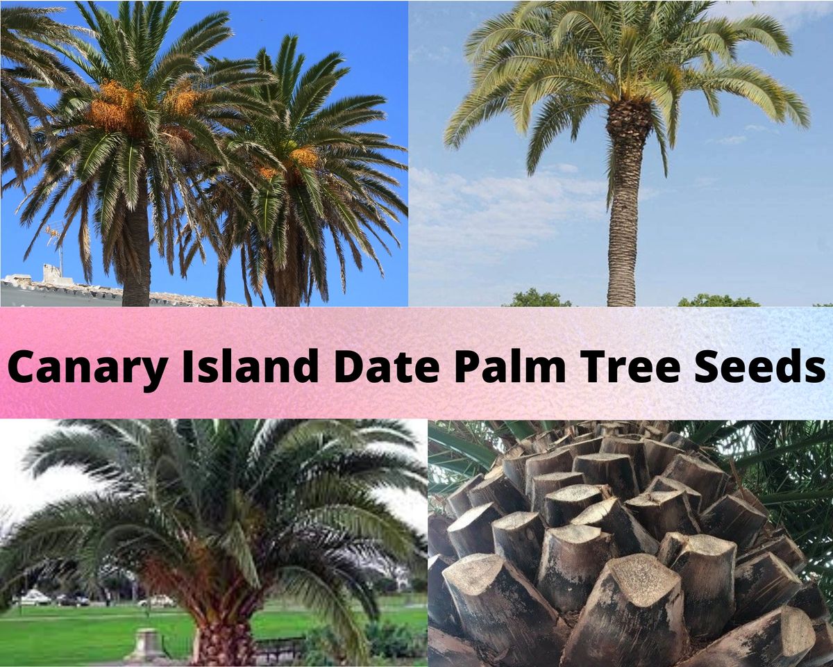 Canary Island Date Palm Tree Seeds