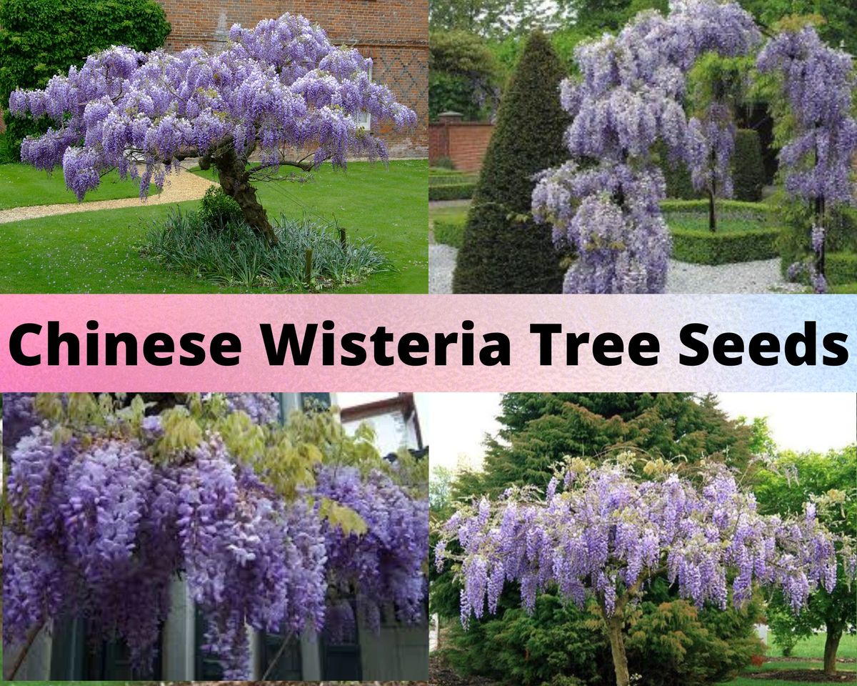 Chinese Wisteria Tree Seeds
