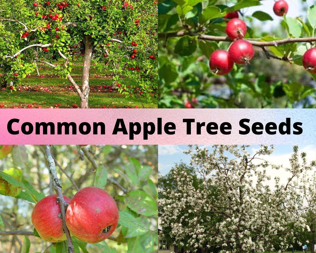 Common Apple Tree Seeds