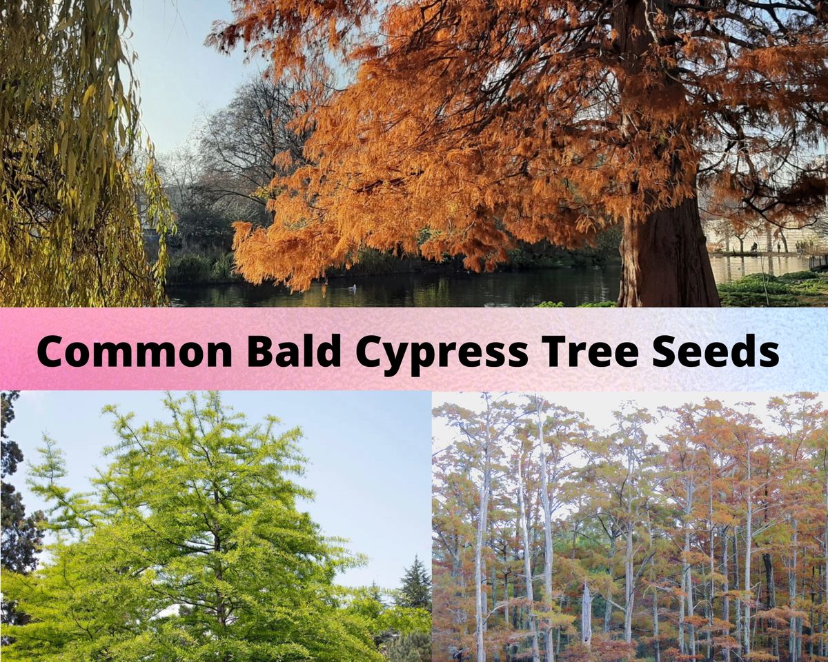 Common Bald Cypress Tree Seeds