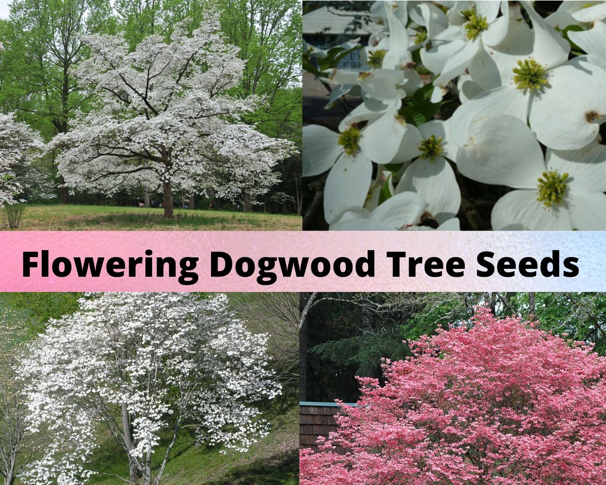 Flowering Dogwood Tree Seeds