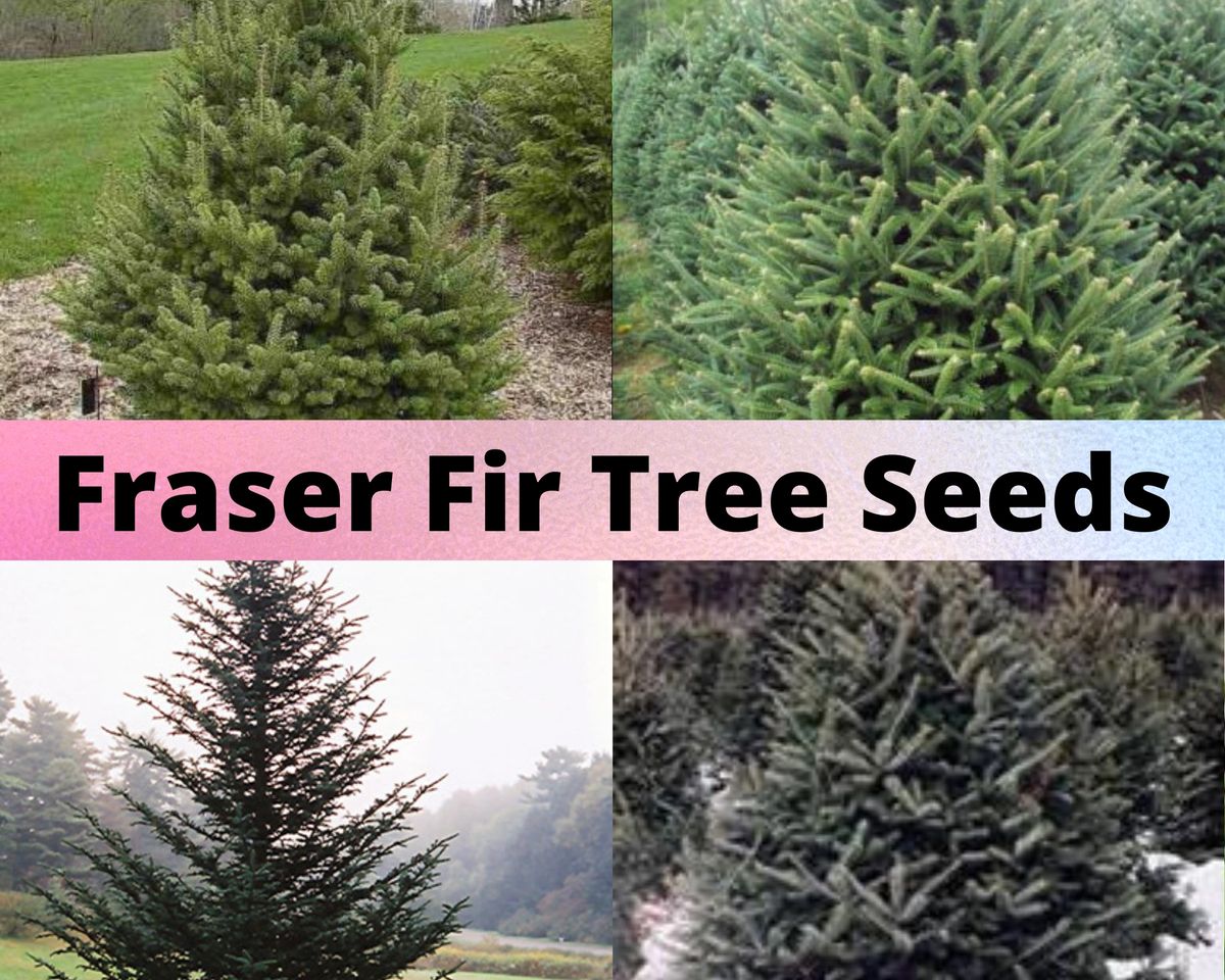 Fraser Fir Tree Seeds