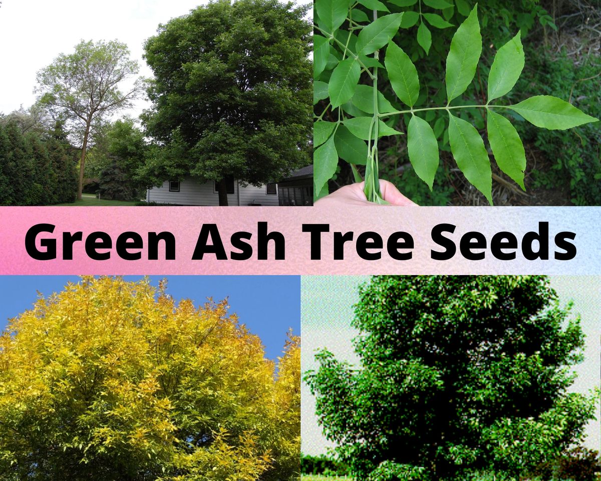 Green Ash Tree Seeds