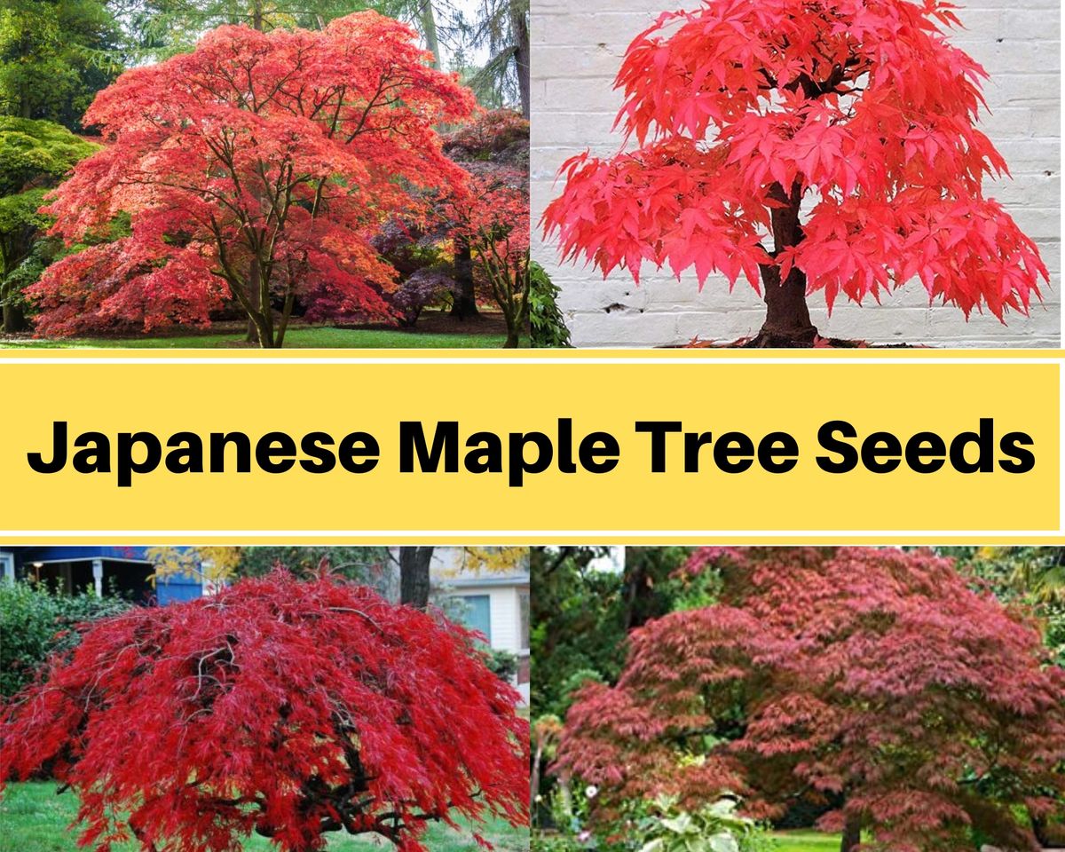 Japanese Maple Tree Seeds