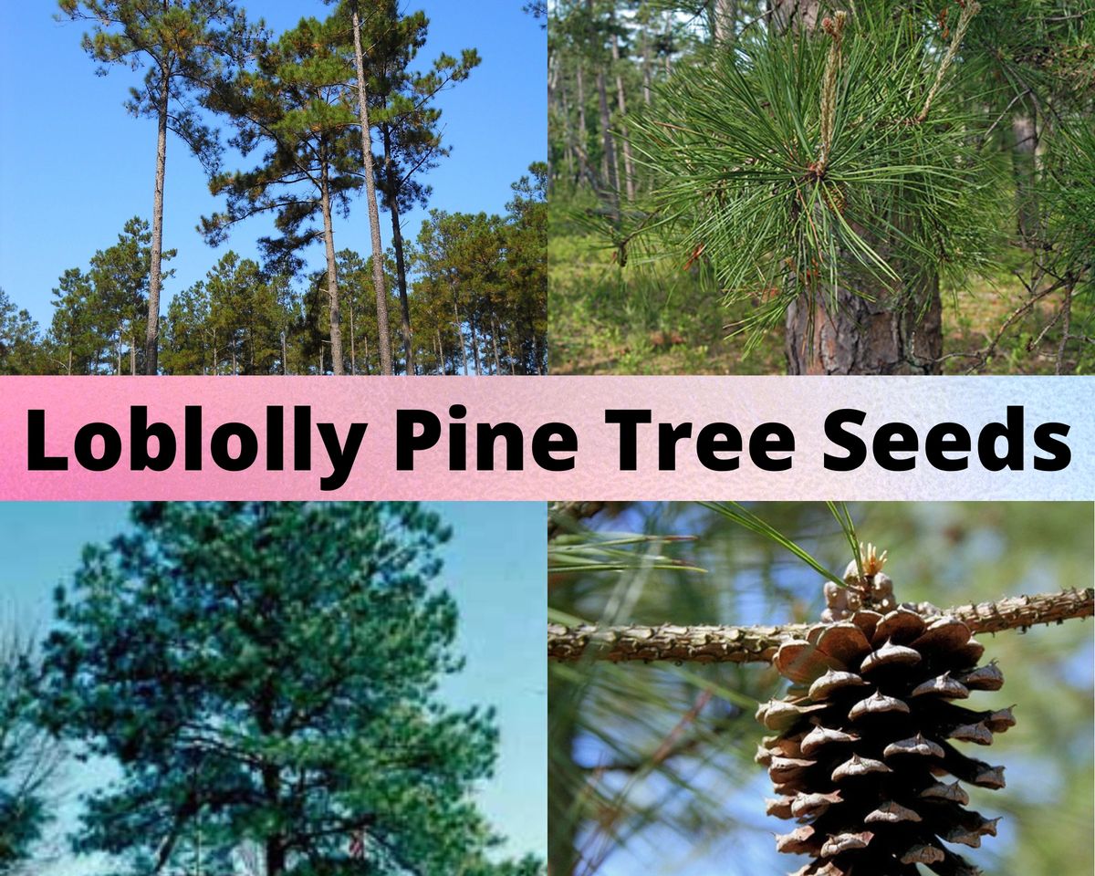 loblolly-pine-tree-seeds