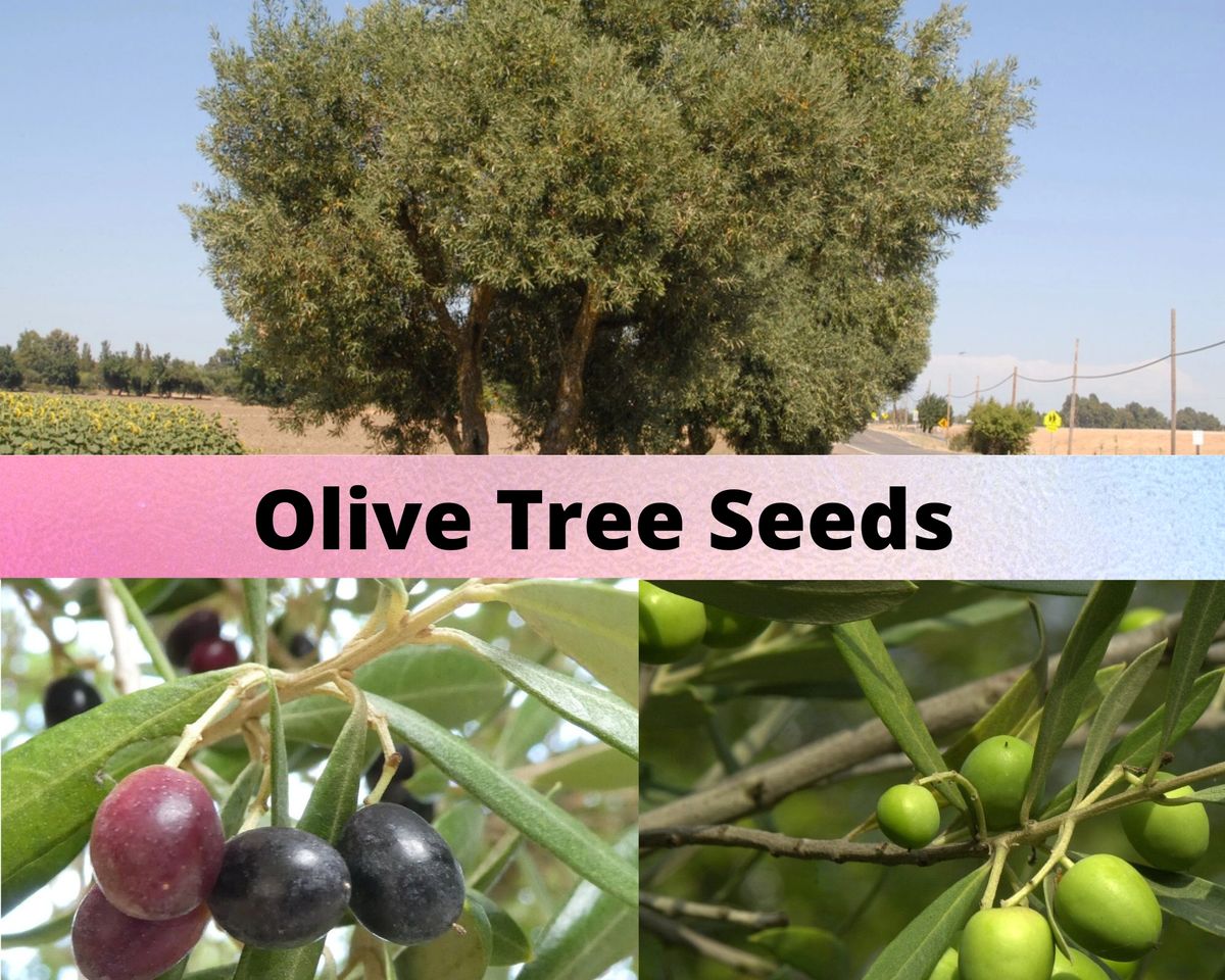 Olive Tree Seeds