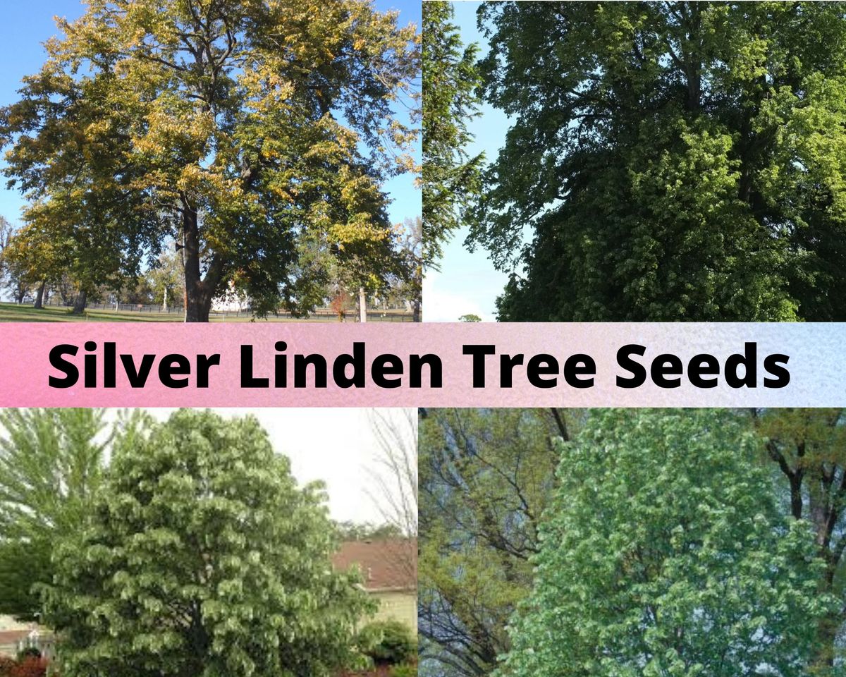 silver-linden-tree-seeds