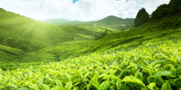 Lush green tea plantation under sunlight.