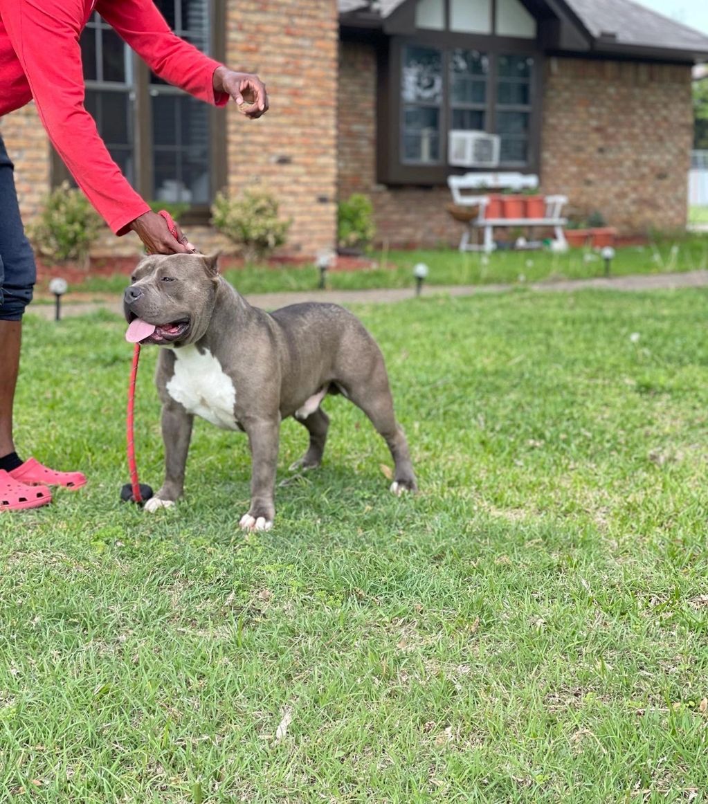 Kingpin Kennels Kingpin, Pet Services, Kingpin, Stud Service