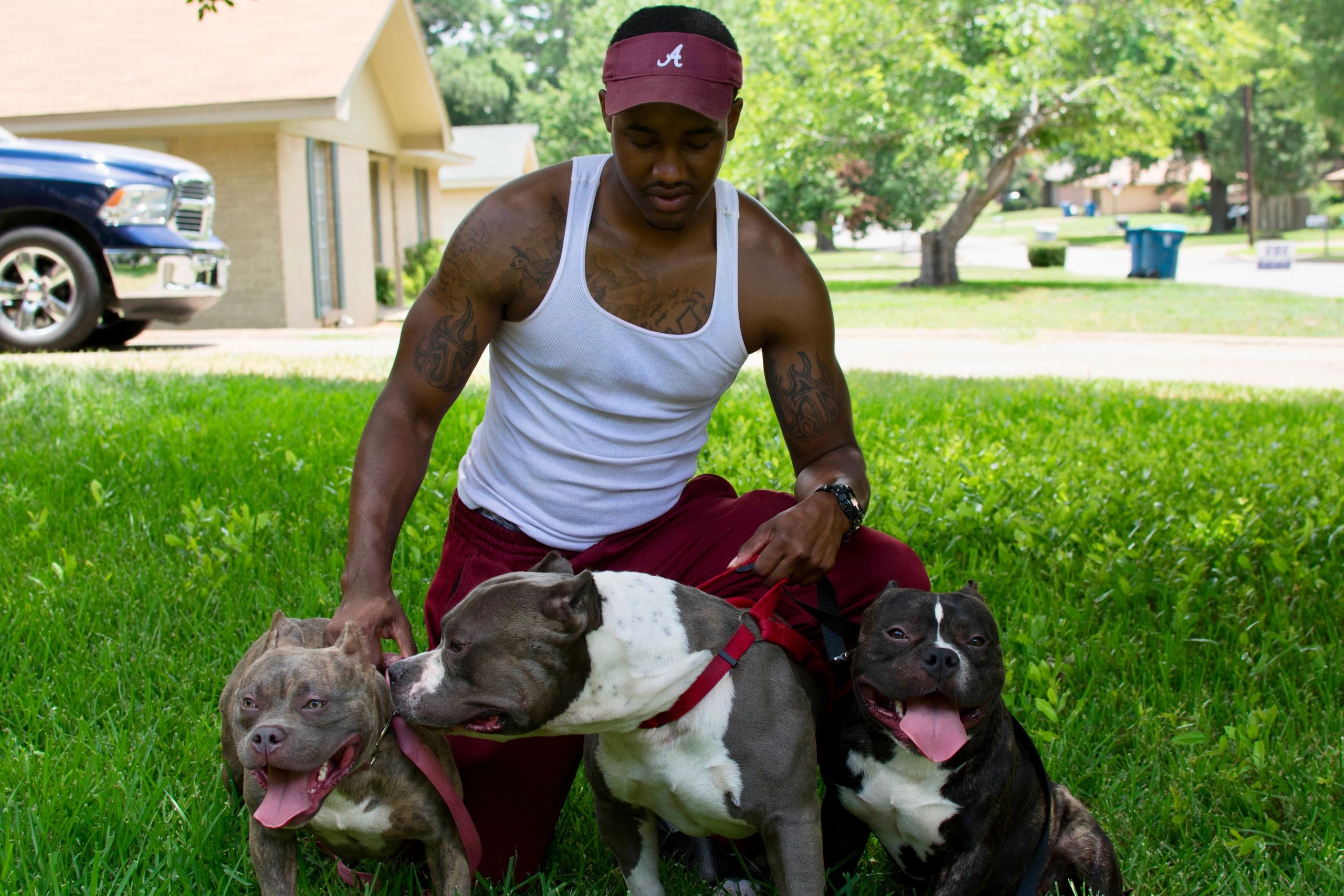 Kingpin Kennels Dog Breeder, Dogs