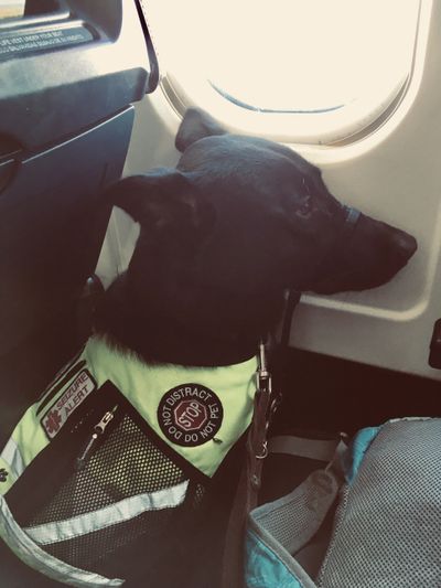 Milo the seizure alert service dog takes his first plane ride.