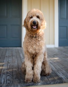 Handsome Finn West. He was born to be a service dog.