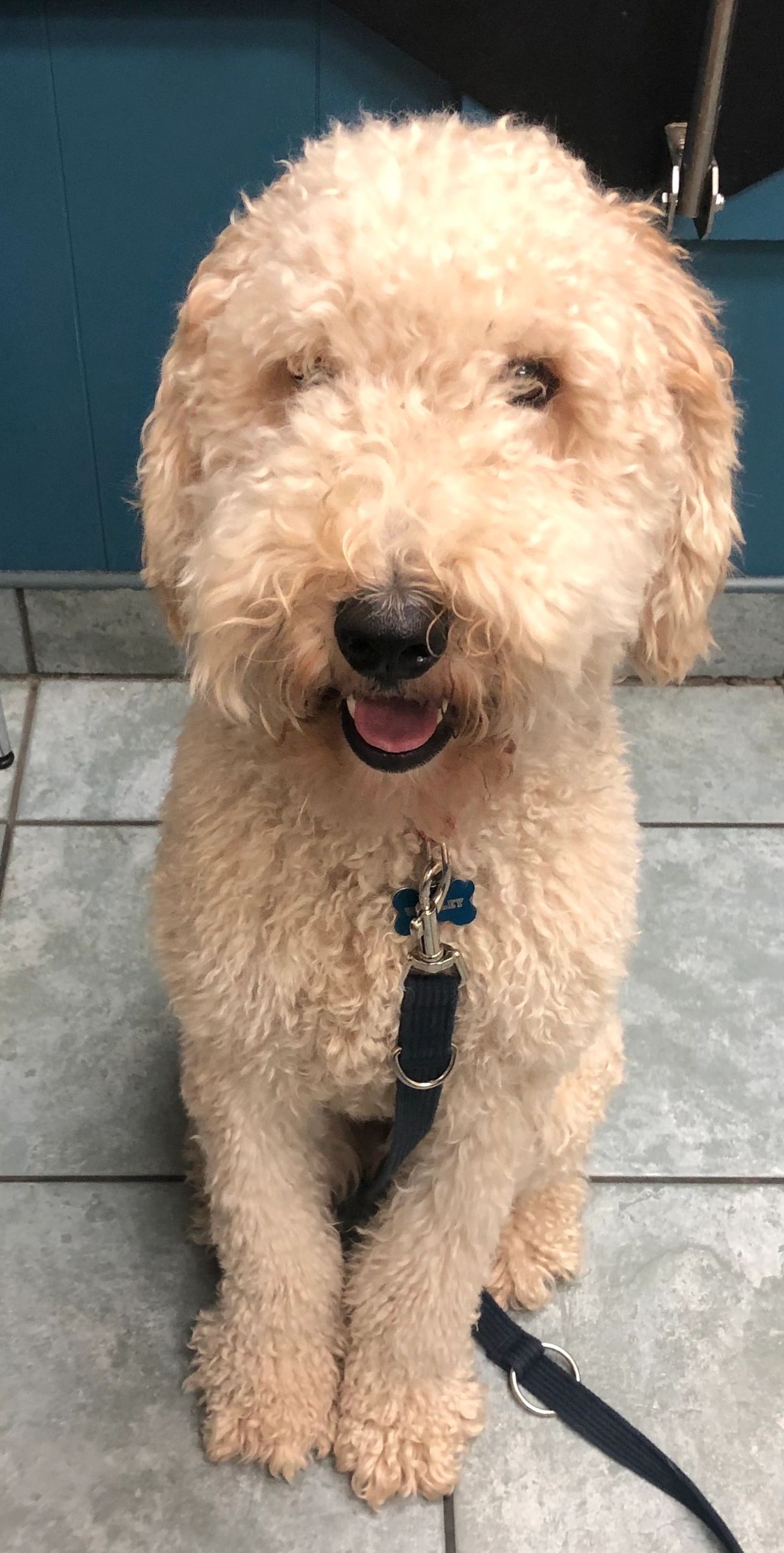 PTSD Service Dog Wrigley needs a haircut.