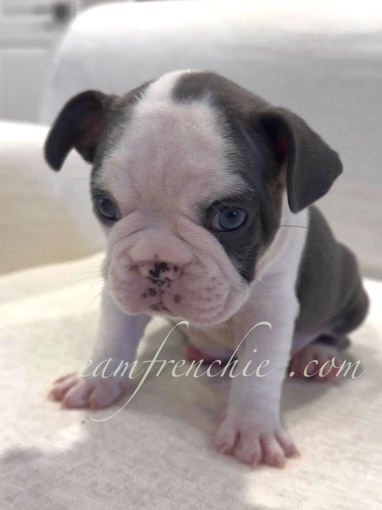 French Bulldog puppy