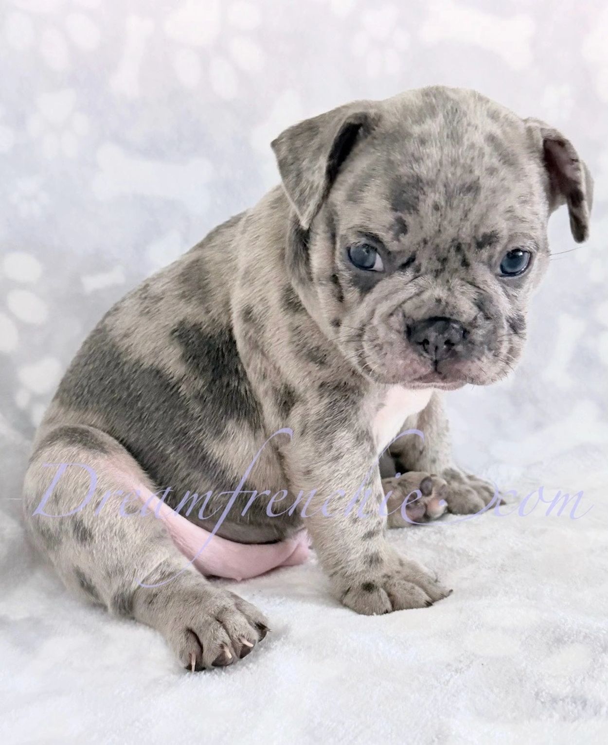 Merle French Bulldog puppy