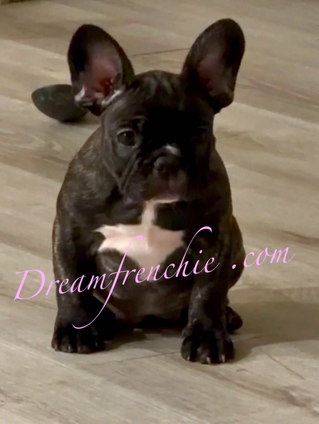 French Bulldog puppy black brindle
