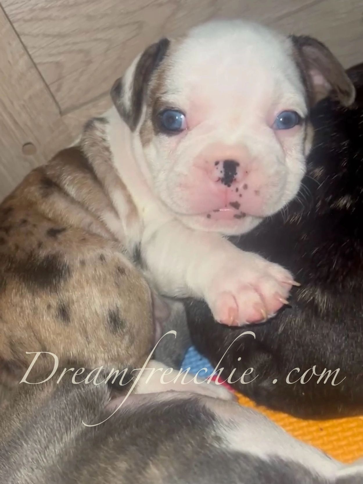 Male French Bulldog puppy