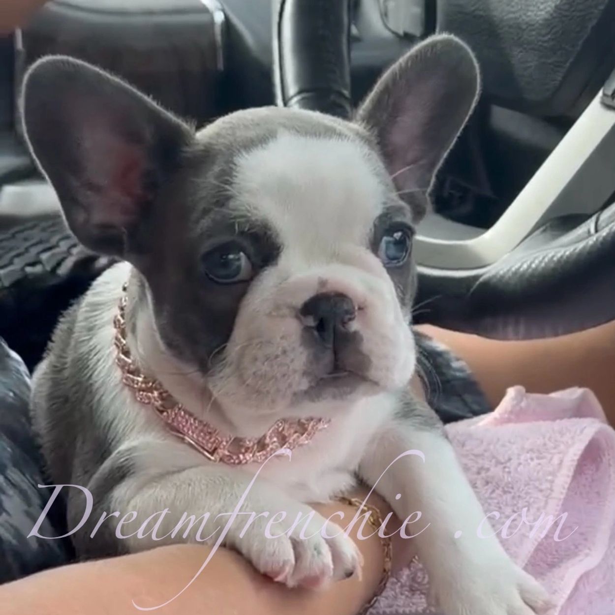 French Bulldog puppy in a car.
