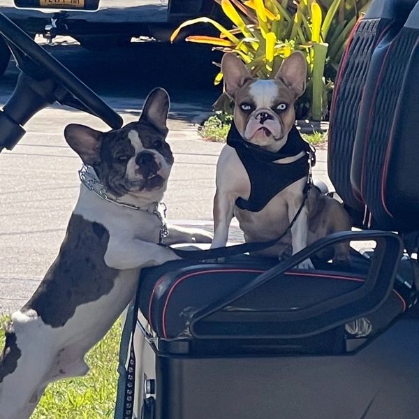 Our French Bulldogs enjoying a golf cart ride