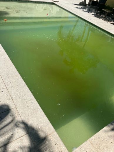 Swimming pool with greenish water reflecting trees.