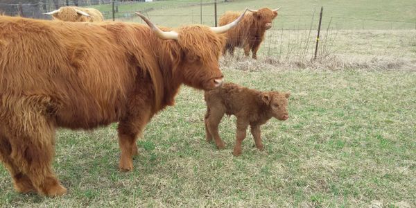 scottish highland cows, floyd virginia