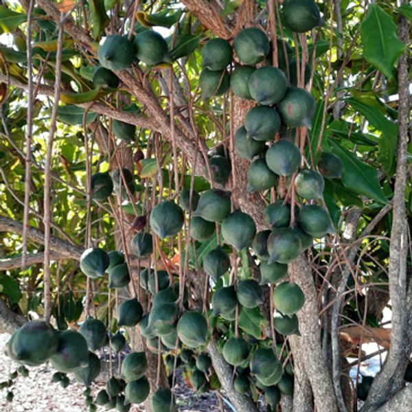 nutbush-city-macadamias