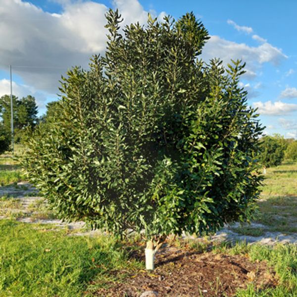 nutbush-city-macadamias