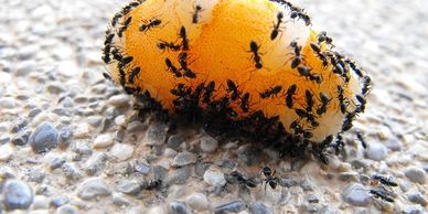 Ant pest Control services