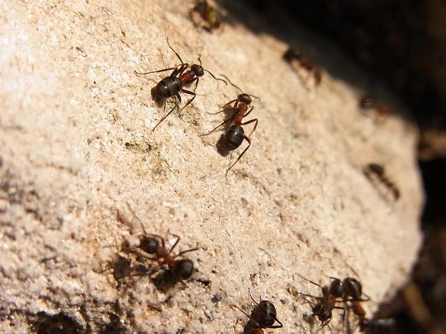 Ant Control in Boronia