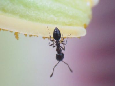 Ant Control Eastern Suburbs Melbourne