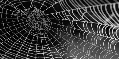 spider pest control services