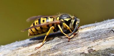 wasp pest control services