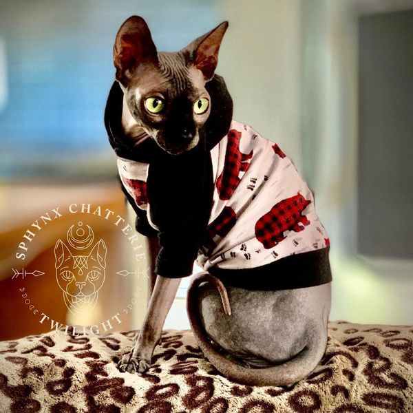 Sphynx Chatterie Twilight