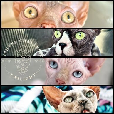 Sphynx Chatterie Twilight